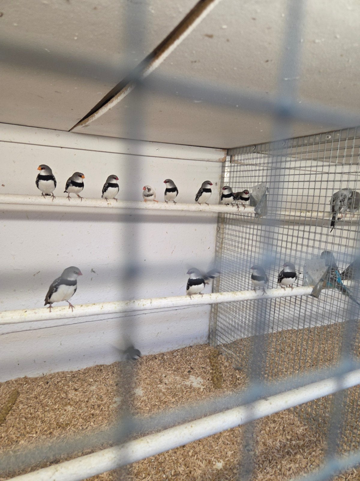 Diverse tropen en voliere vogels, Dieren en Toebehoren, Vogels | Overige Vogels, Meerdere dieren