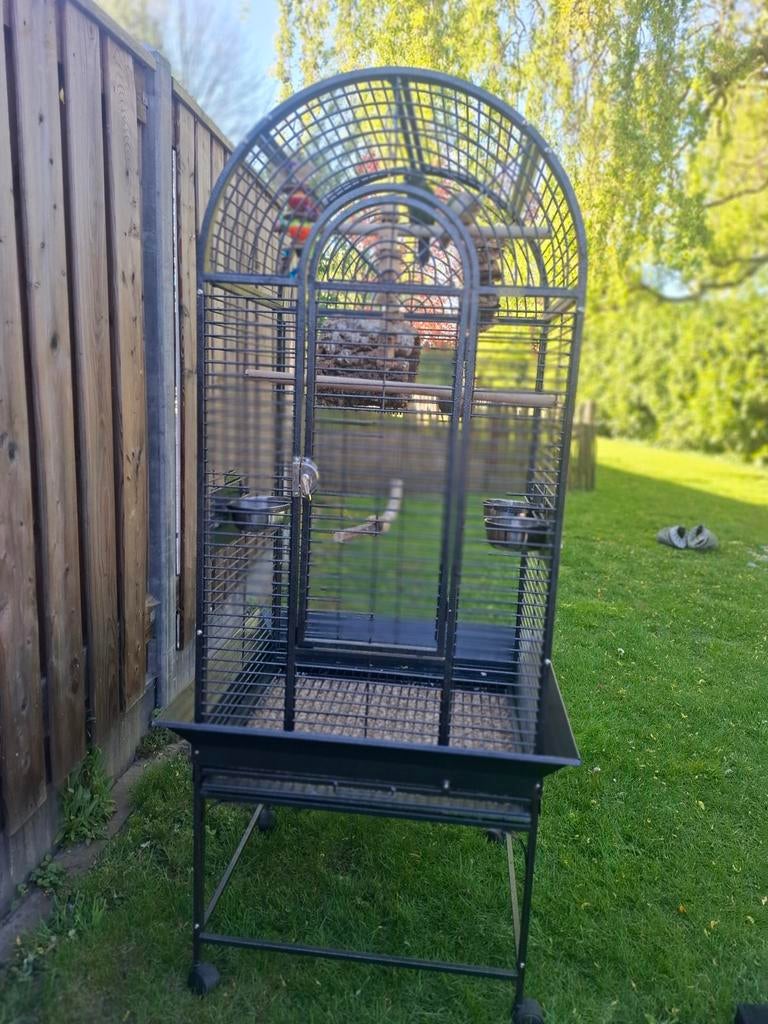 Pyrrhura vogels + kooi en toebehoren