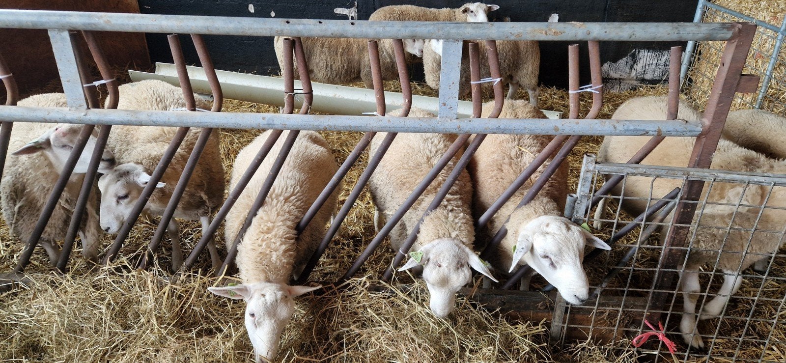 11 Swifter ramlammeren, Meerdere dieren, Schaap, 0 tot 2 jaar