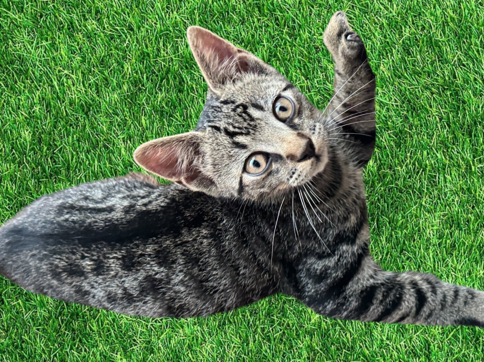 Lieve toyger kruising kittens, Meerdere dieren, Ontwormd, 0 tot 2 jaar