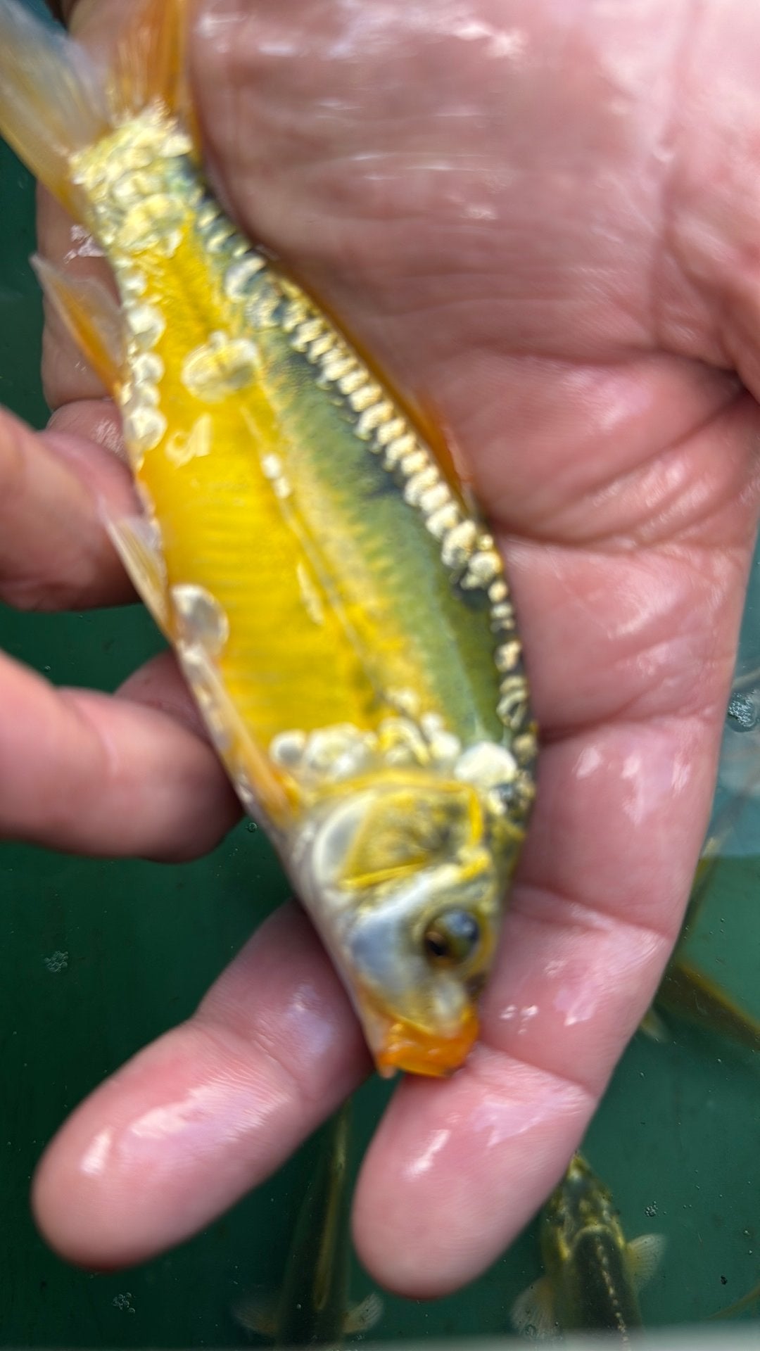 Kooi karper, Karper of Koi