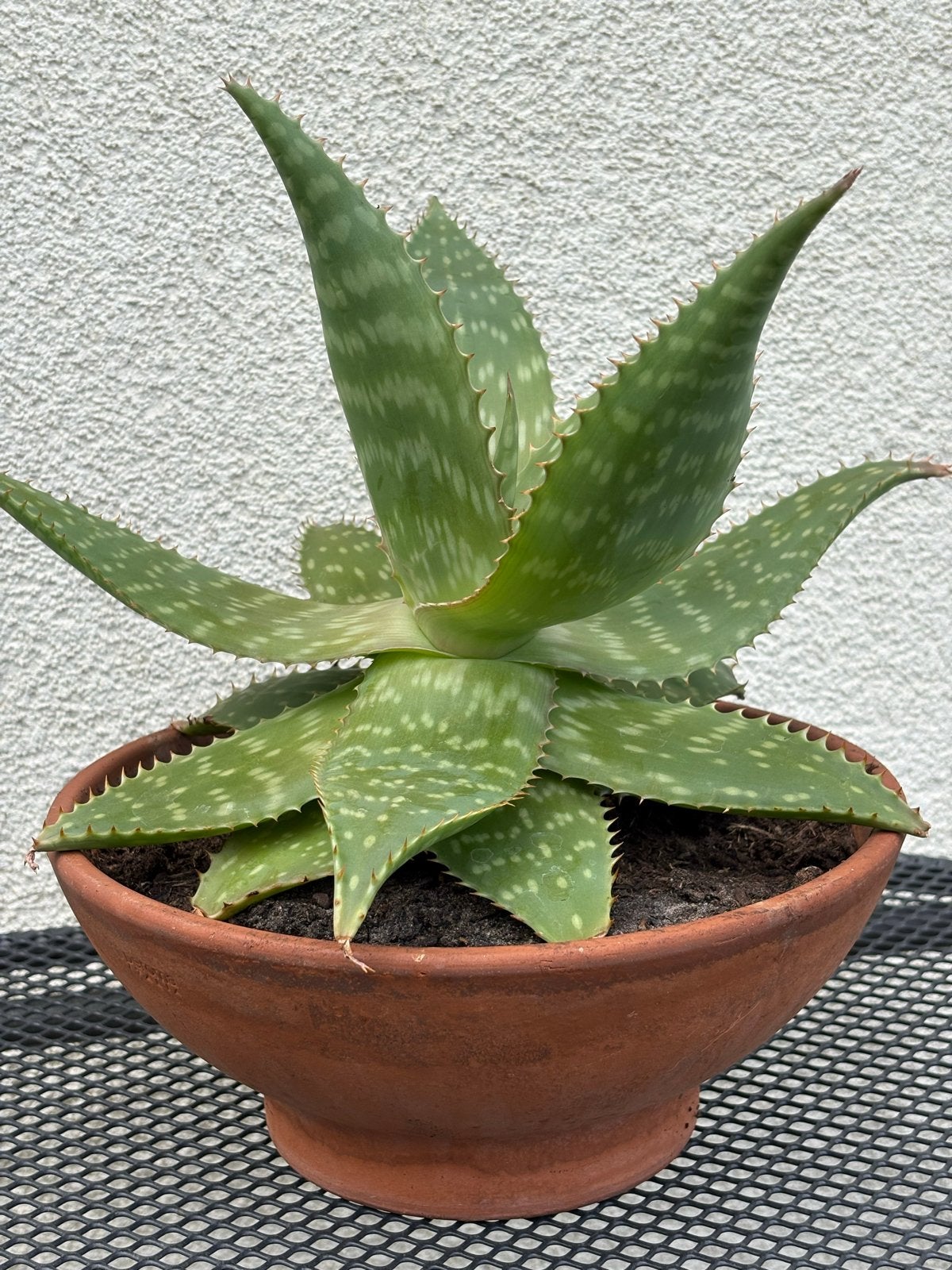 Grote Aloe Vera in terracotta schaal, Ophalen, Vetplant, Halfschaduw, In pot