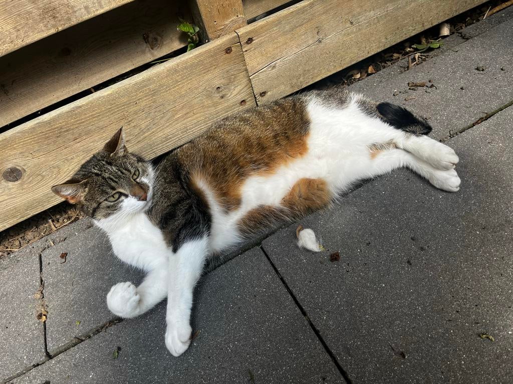 2 Europese kortharige poes, kater over te plaatsen, Dieren en Toebehoren, Katten en Kittens | Overige Katten, Kortharig, Kater