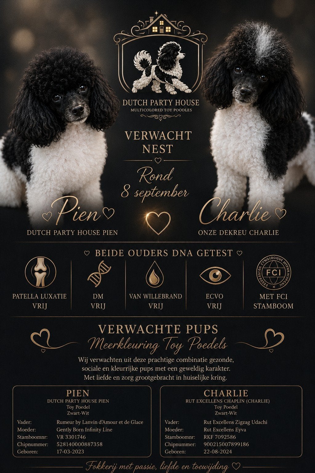 rond 7 sept nestje toy dwerg harlekijn  poedel, Poedel, 8 tot 15 weken, Meerdere, Meerdere dieren