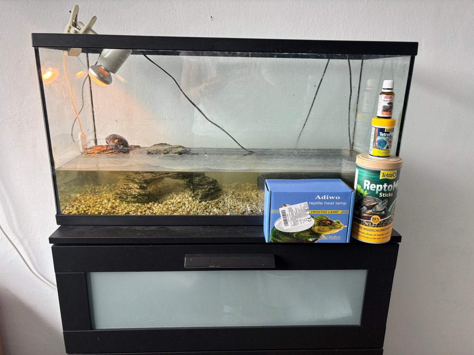 Muskus schildpad + toebehoren, Ophalen, Gebruikt, Terrarium of Paludarium