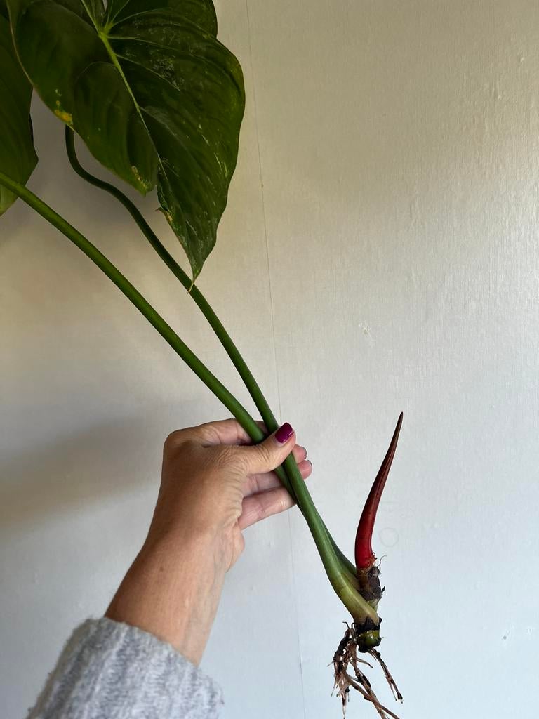 Philodendron Dean MacDowell Grote Gewortelde Stek Aroid, Ophalen of Verzenden, Overige soorten, Halfschaduw, Minder dan 100 cm