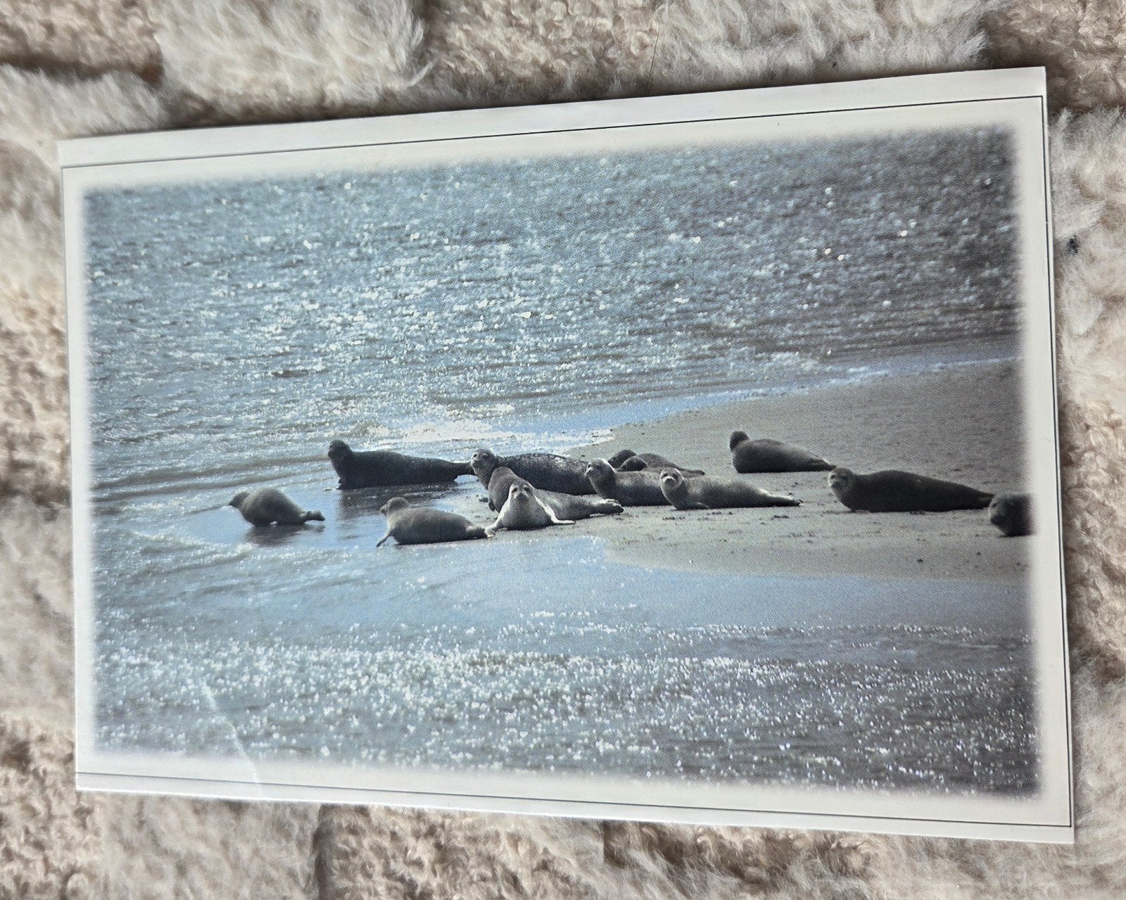 Zeehonden op Texel, Verzenden, 1980 tot heden, Gelopen, Waterdier