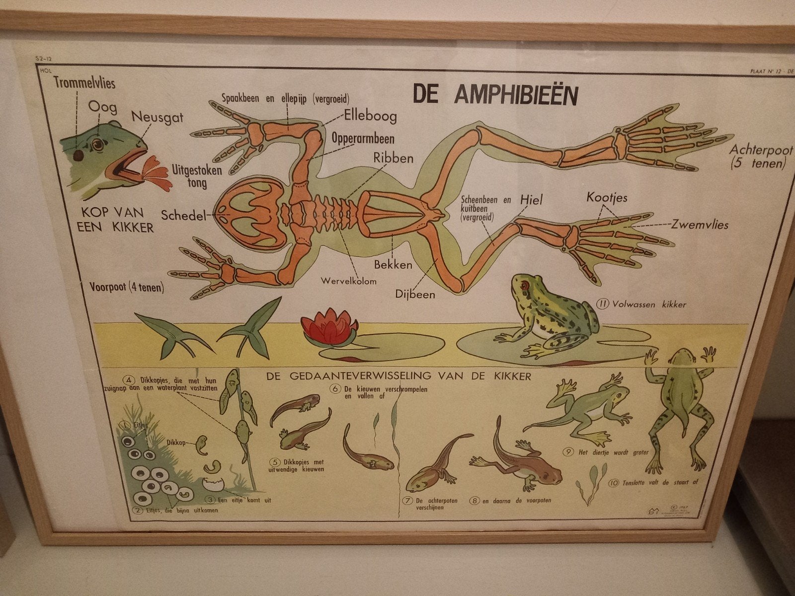 Ouderwetse schoolposters biologie: insecten en amfibieën, Antiek en Kunst, Antiek | Schoolplaten, Ophalen