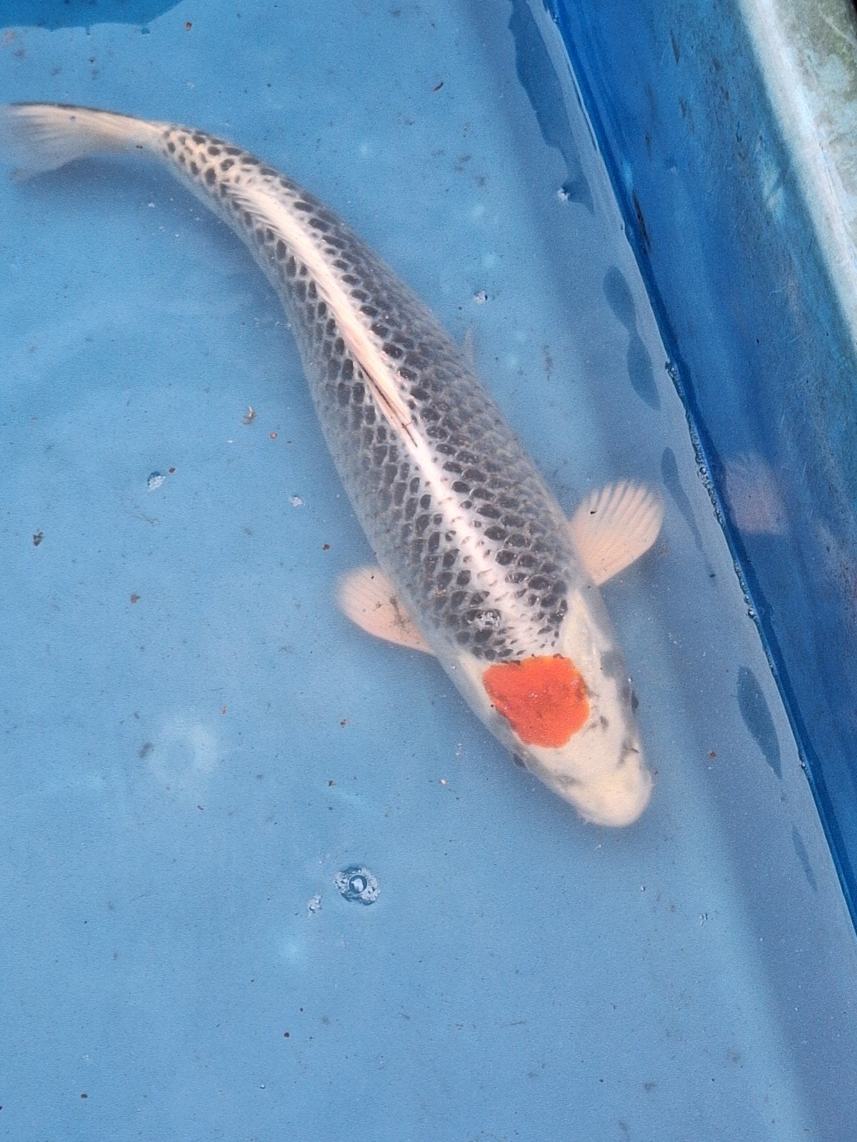 Tancho, Dieren en Toebehoren, Karper of Koi