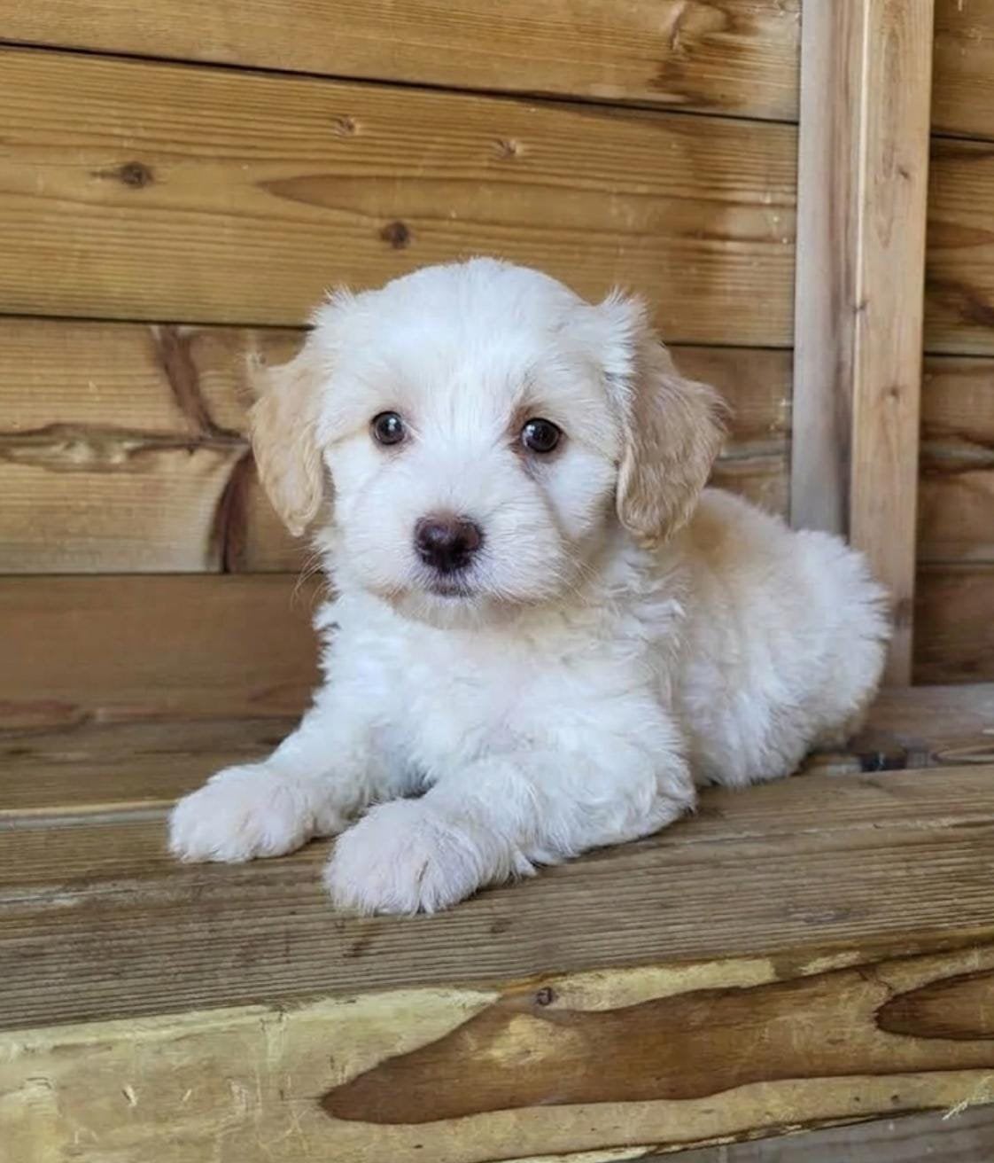 Laatste reutje Maltipoo mag gelijk verhuizen, Overige rassen, CDV (hondenziekte), 8 tot 15 weken, Meerdere
