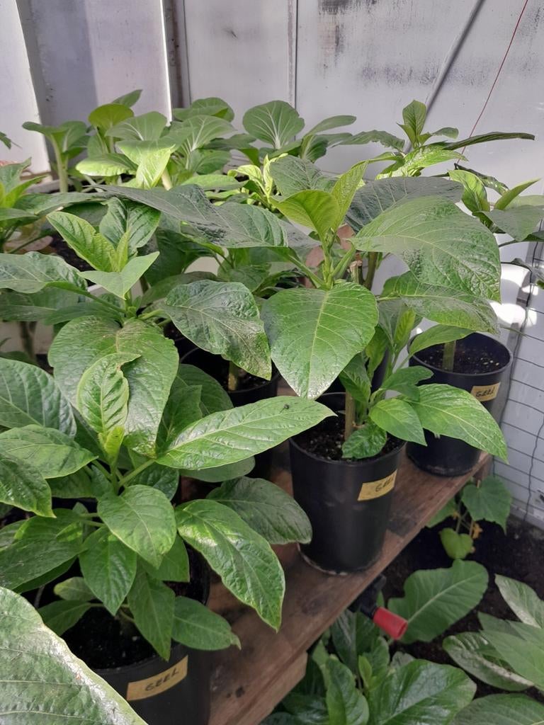 Brugmansia (Engelentrompet) Stekken., Ophalen, Overige soorten, Volle zon