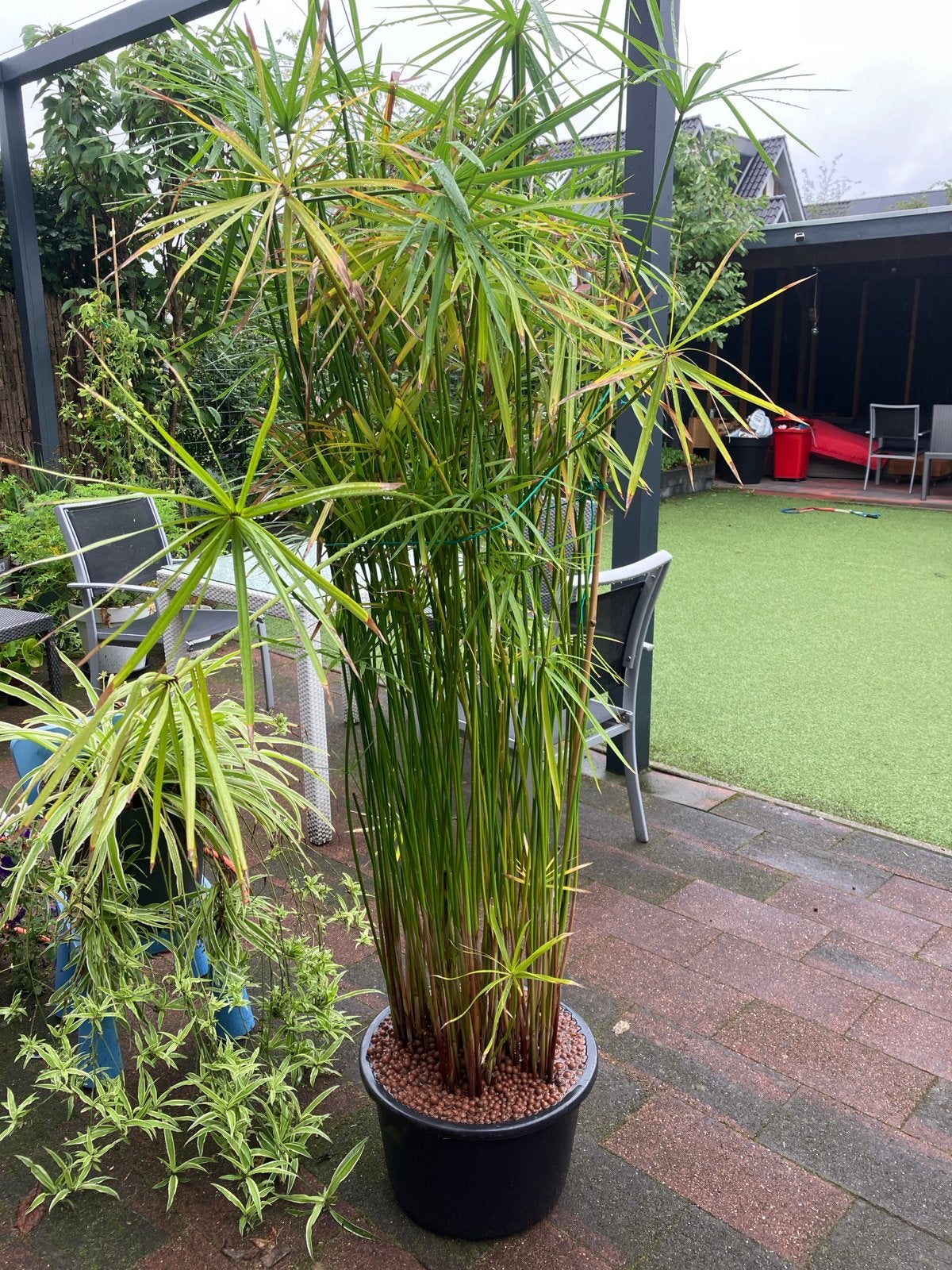 Grote Cyperus Papyrus plant - Ideaal voor tuin of terras, Volle zon, Vaste plant, Bloeit niet, Ophalen