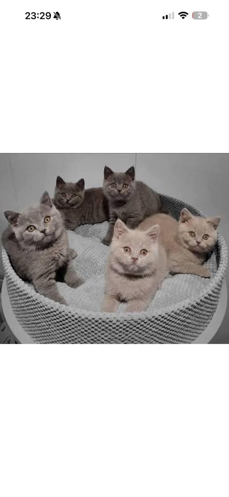 Gezocht !!!!!!!!! Britse korthaar gezocht, Poes