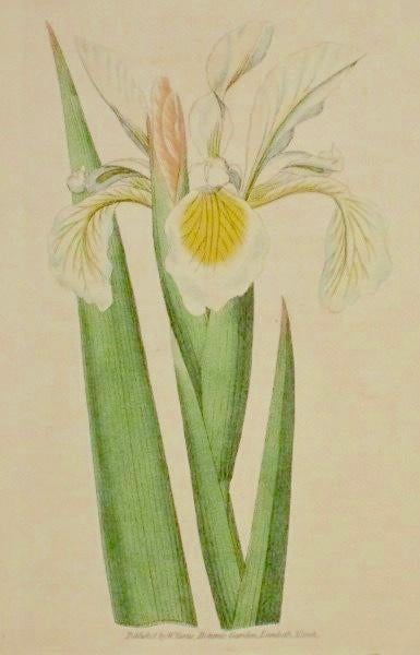 Antieke kopergravure van W Curtis - Witte Iris, Antiek en Kunst, Gravure, Flora en Fauna, 1700 - 1799, Handgekleurd