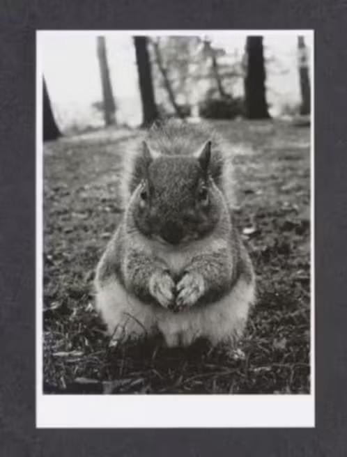 Eekhoorn Zwart Wit., Ophalen of Verzenden, 1980 tot heden, Ongelopen, Knaagdier