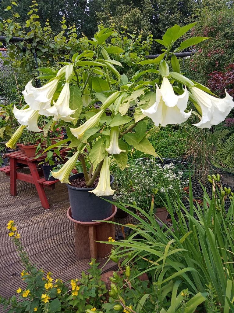 Brugmansia stekken, witte of gele bloemen, kuipplant, Volle zon, Vaste plant, Zomer, Ophalen