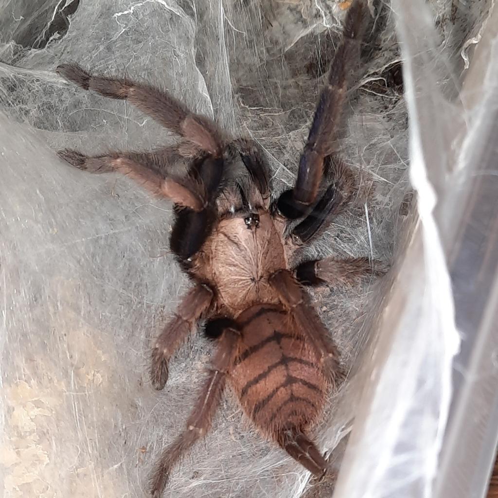 Chilobrachys fimbriatus vrouw (Indian Violet Earth Tiger), Dieren en Toebehoren, Insecten en Spinnen, Spin of Schorpioen