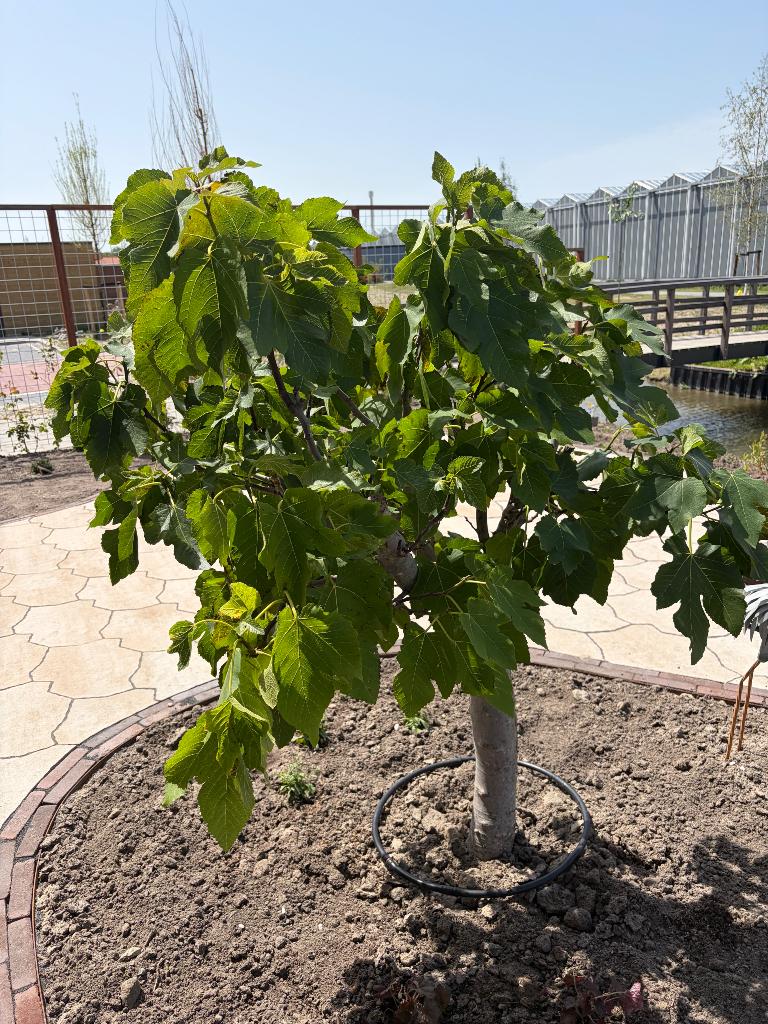 Vijgenboom, Tuin en Terras, Planten | Fruitbomen, Ophalen, Lente, Volle zon, Vijgenboom