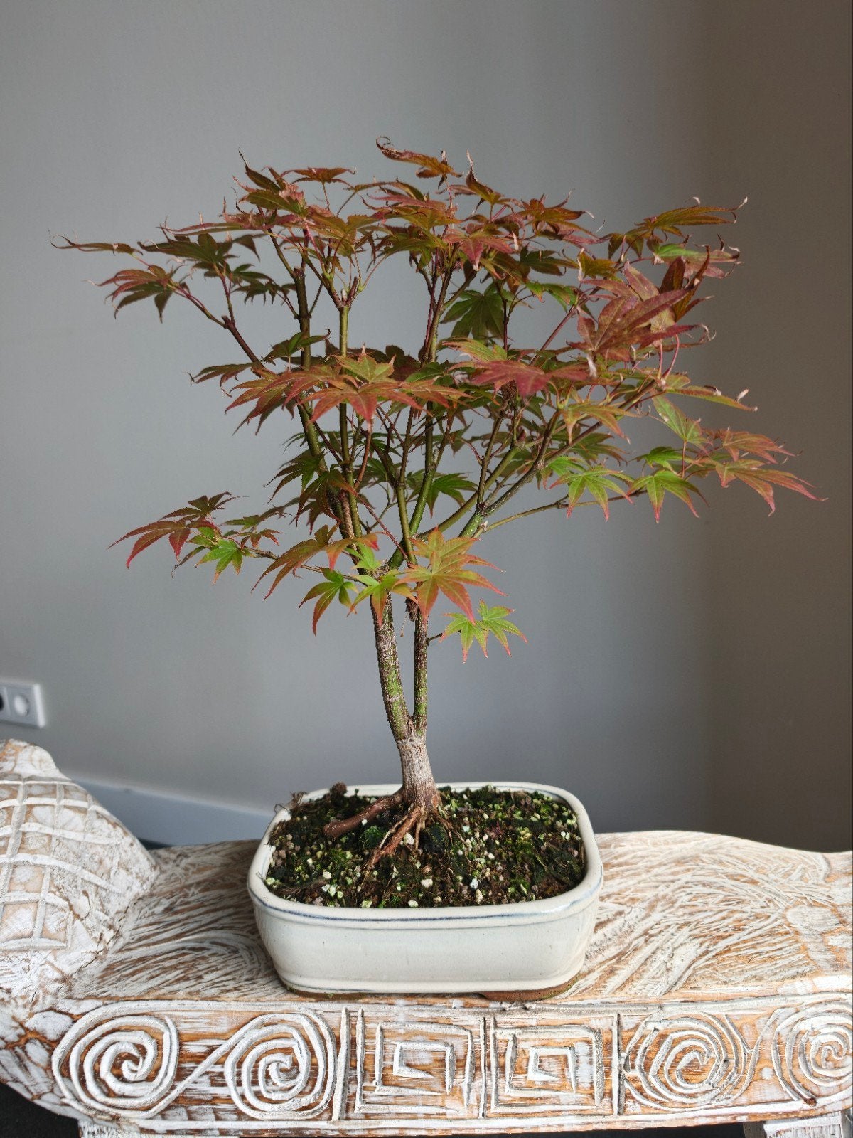 Acer Japanse Esdoorn Atropurpureum bonsai, Bloeit niet, Halfschaduw, Minder dan 100 cm, Overige soorten