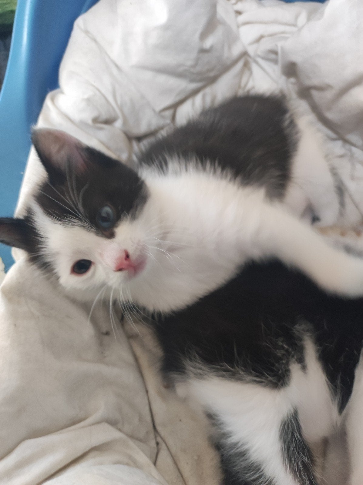 Gratis: 3 kittens, Dieren en Toebehoren, Katten en Kittens | Overige Katten, Meerdere dieren