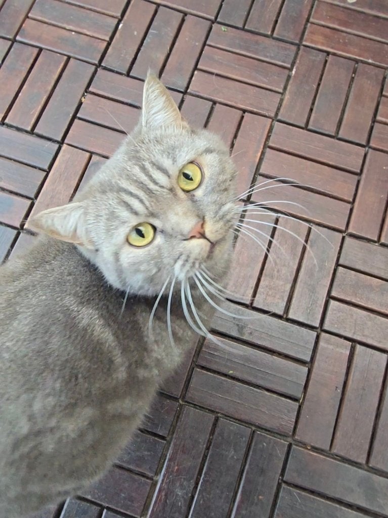 Britse korthaar kater, Dieren en Toebehoren, Kater, Gechipt