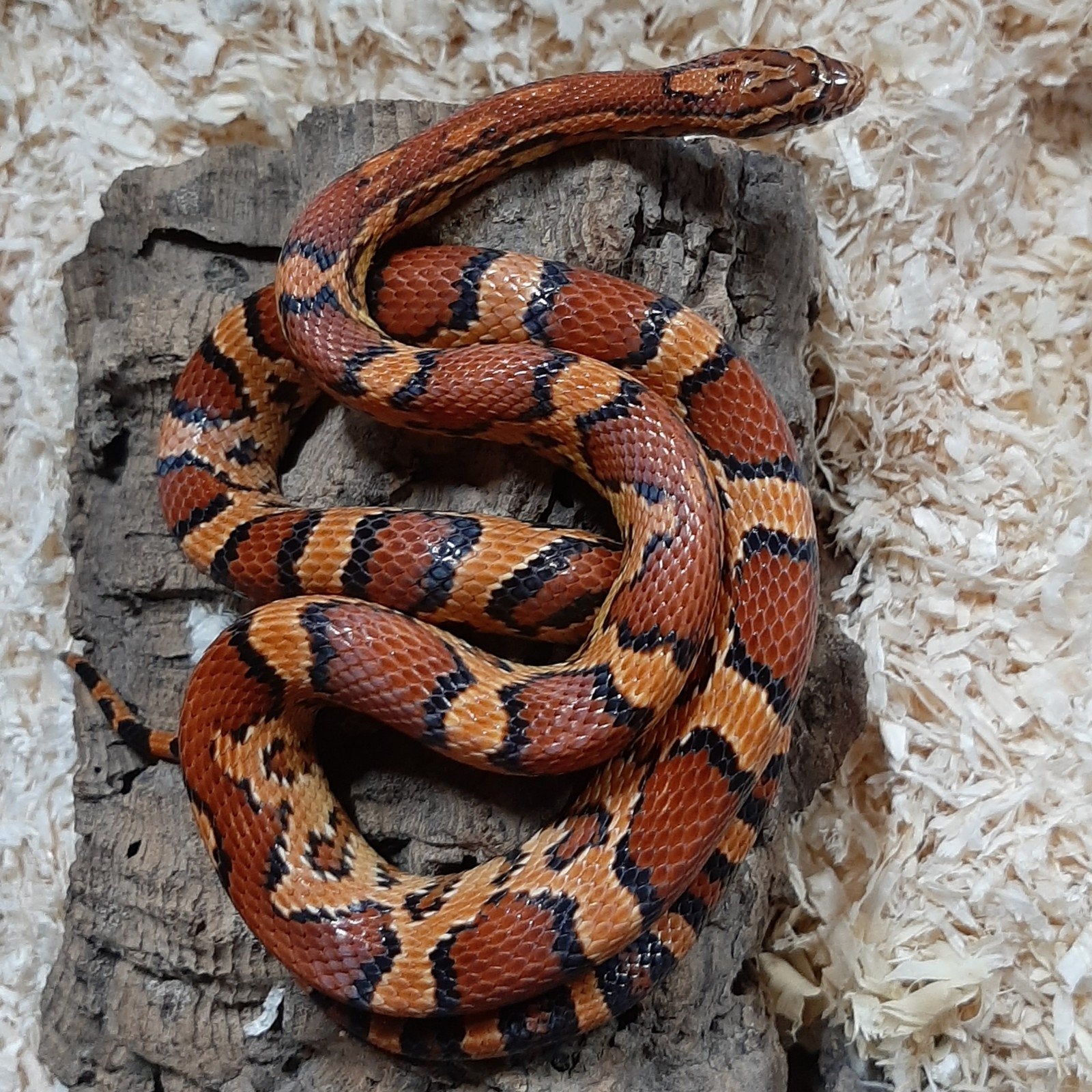 1.1 Pantherophis guttatus – Abbott’s Okeetee, Dieren en Toebehoren, Slang, 3 tot 6 jaar