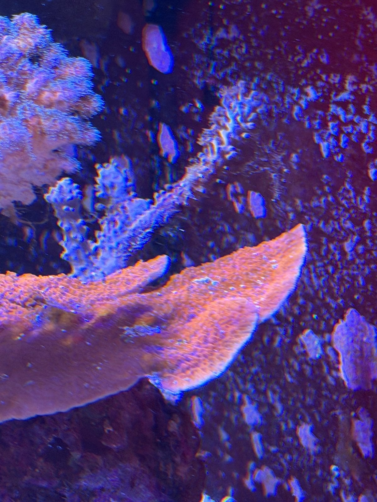 Montipora rood, Dieren en Toebehoren, Vissen | Aquariumvissen, Vis