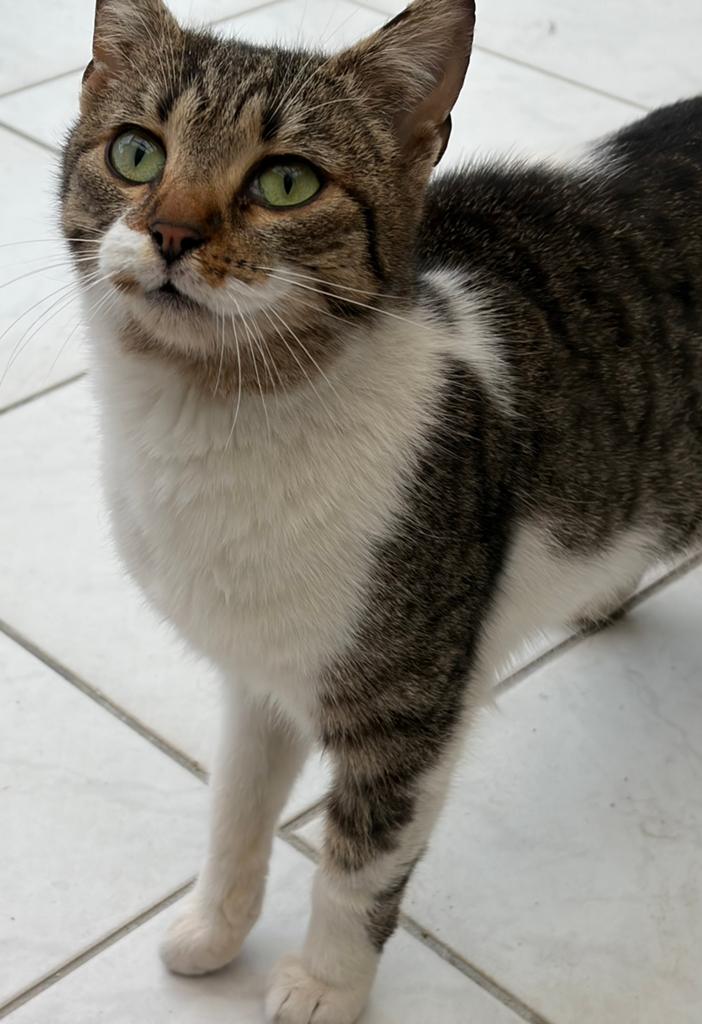 Fiona, poes, 1 jaar gesteriliseerd, Poes, Kortharig, 0 tot 2 jaar
