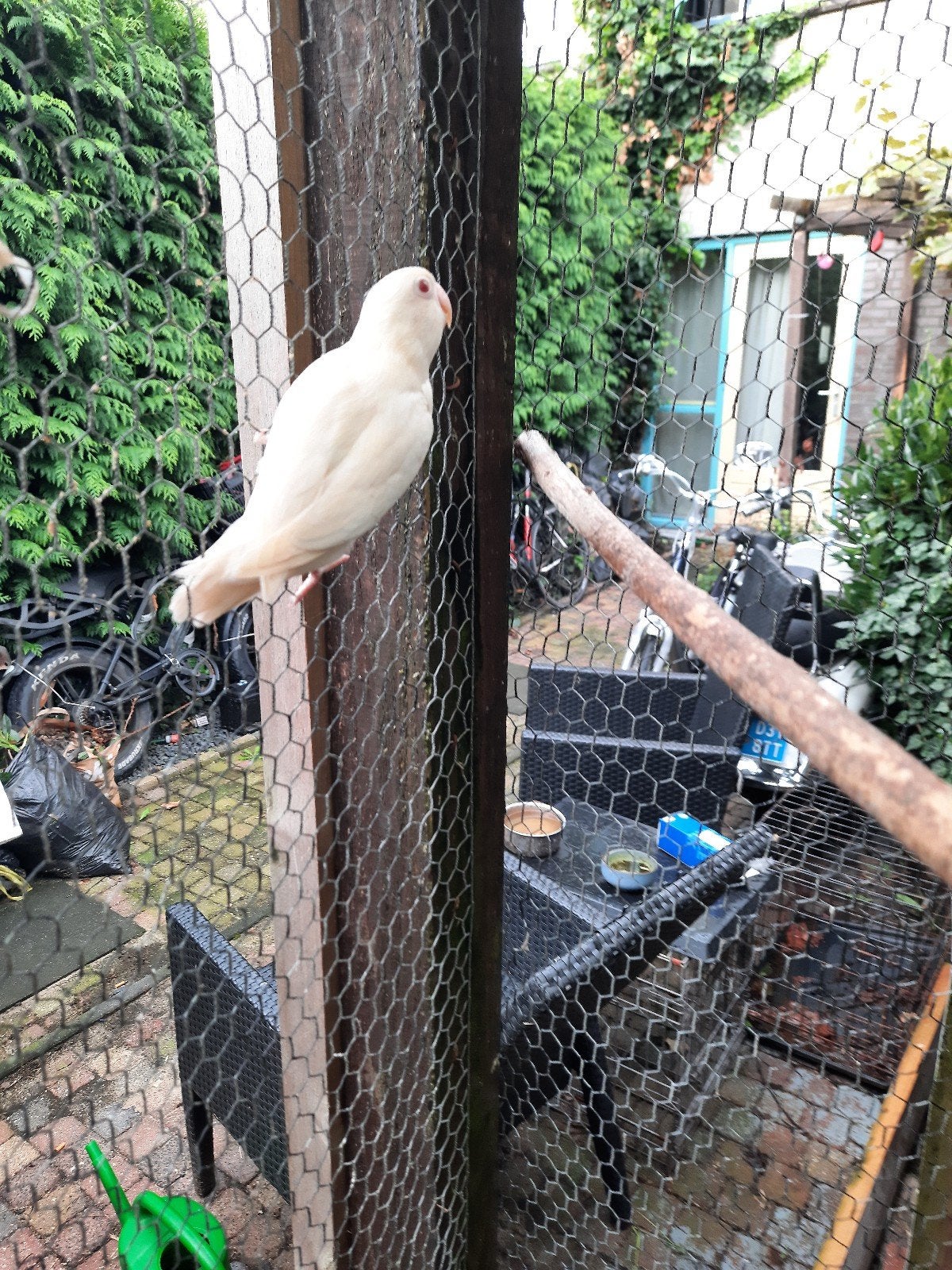 2 prachtige agapornis fischeri crème ino man pop, Dieren en Toebehoren, Vogels | Parkieten en Papegaaien, Meerdere dieren, Dwergpapegaai of Agapornis
