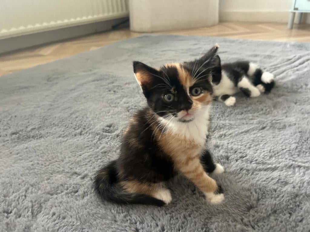 Nog drie lieve Kittens te koop, Dieren en Toebehoren, Katten en Kittens | Overige Katten, Geslacht onbekend, Kortharig, 0 tot 2 jaar