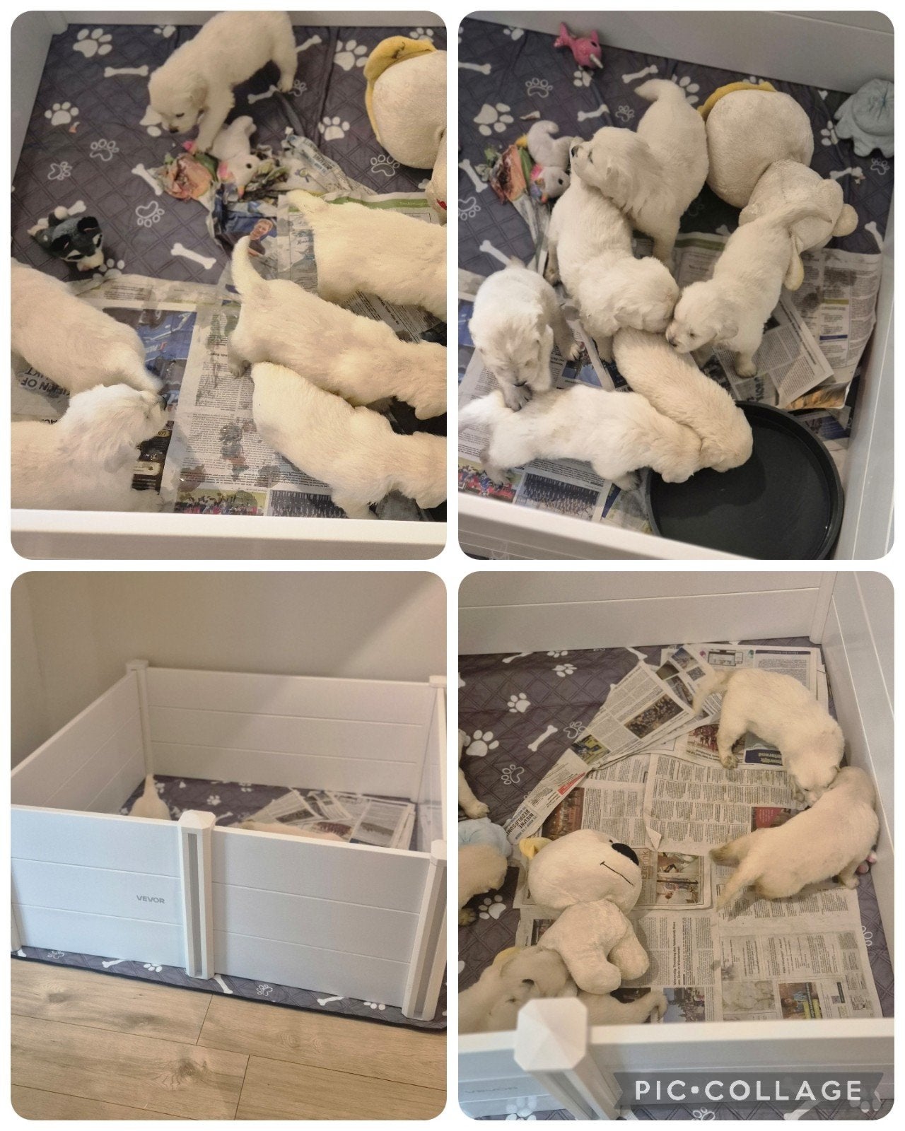 Prachtig nest Golden retriever pups, Dieren en Toebehoren, Golden retriever, 8 tot 15 weken, Parvo, Meerdere dieren