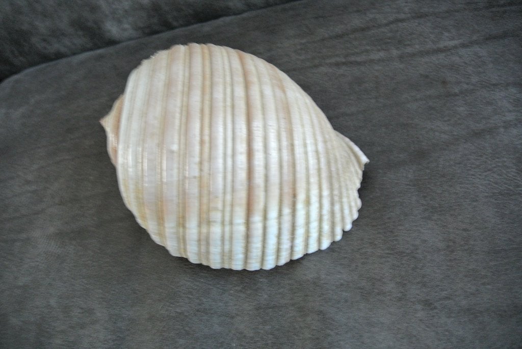 Zeeschelp Tonna Galea Zeeslak, Ophalen of Verzenden, Fossiel