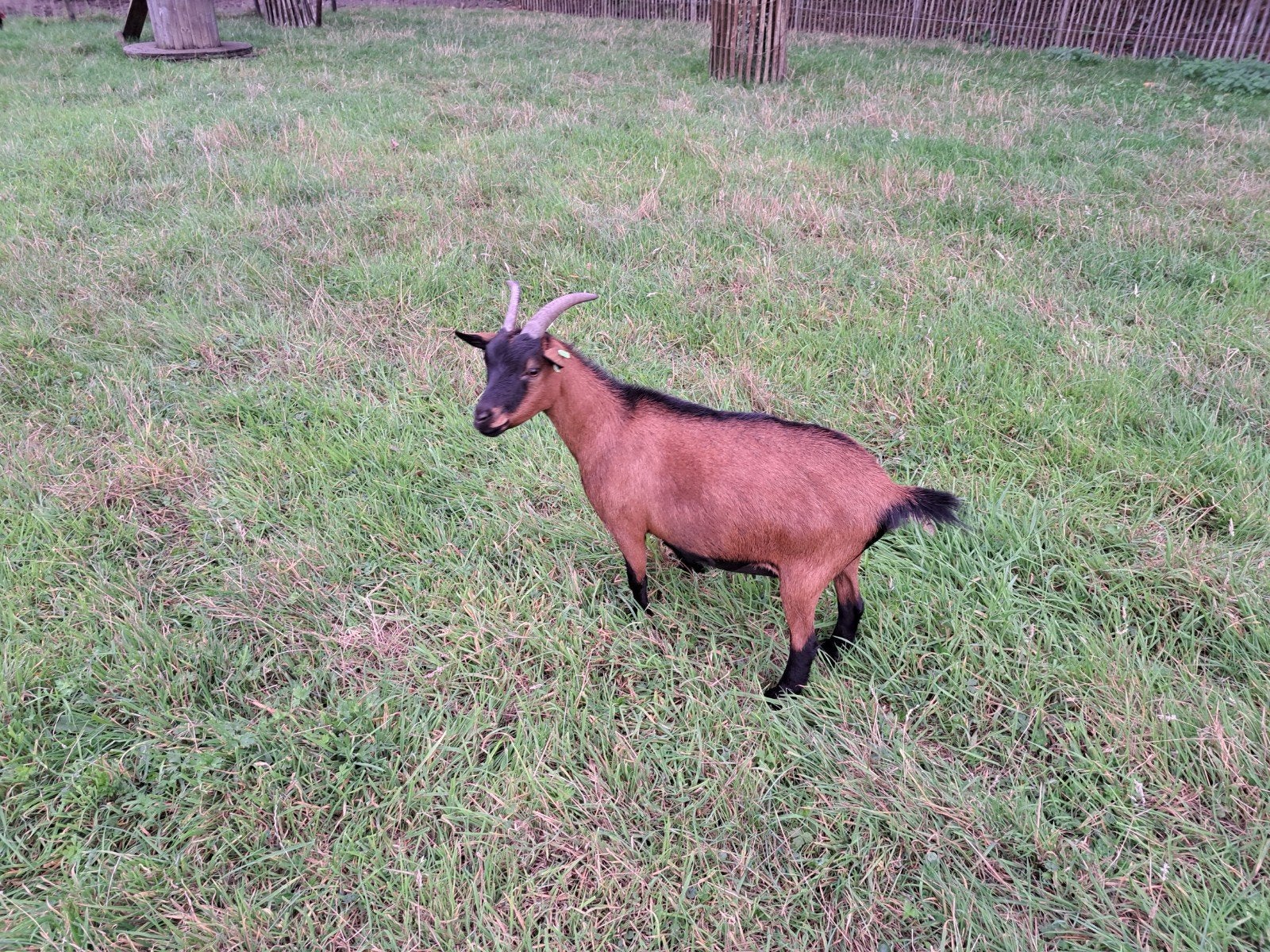 2 dwerggeiten te koop. Bieden vanaf € 30,-, Dieren en Toebehoren, Schapen, Geiten en Varkens, Vrouwelijk, Geit
