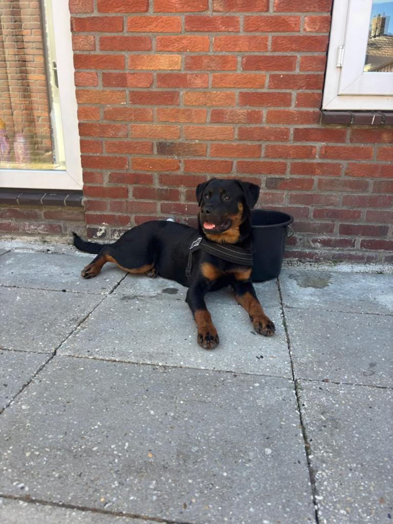 Rottweiler, 15 weken tot 1 jaar, Teef, Eén hond, Rottweiler