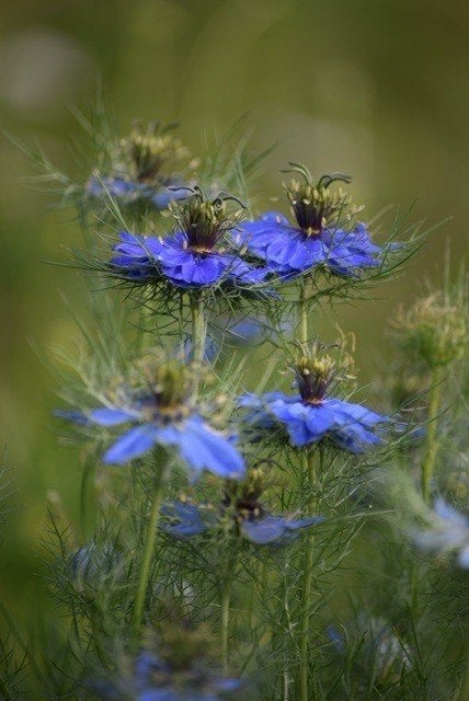 Juffertje in 't Groen - Nigella Damascena zaden, Ophalen of Verzenden, Voorjaar, Volle zon, Zaad