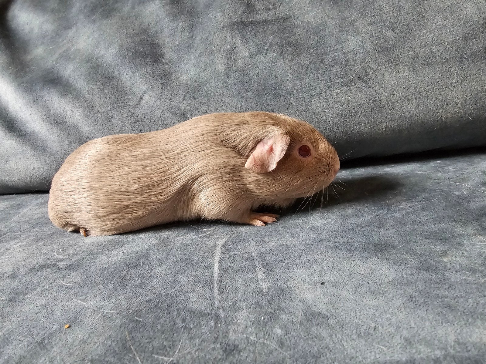 Lillac cavia zeugje 3 maanden, Cavia, April, Vrouwelijk, Tam