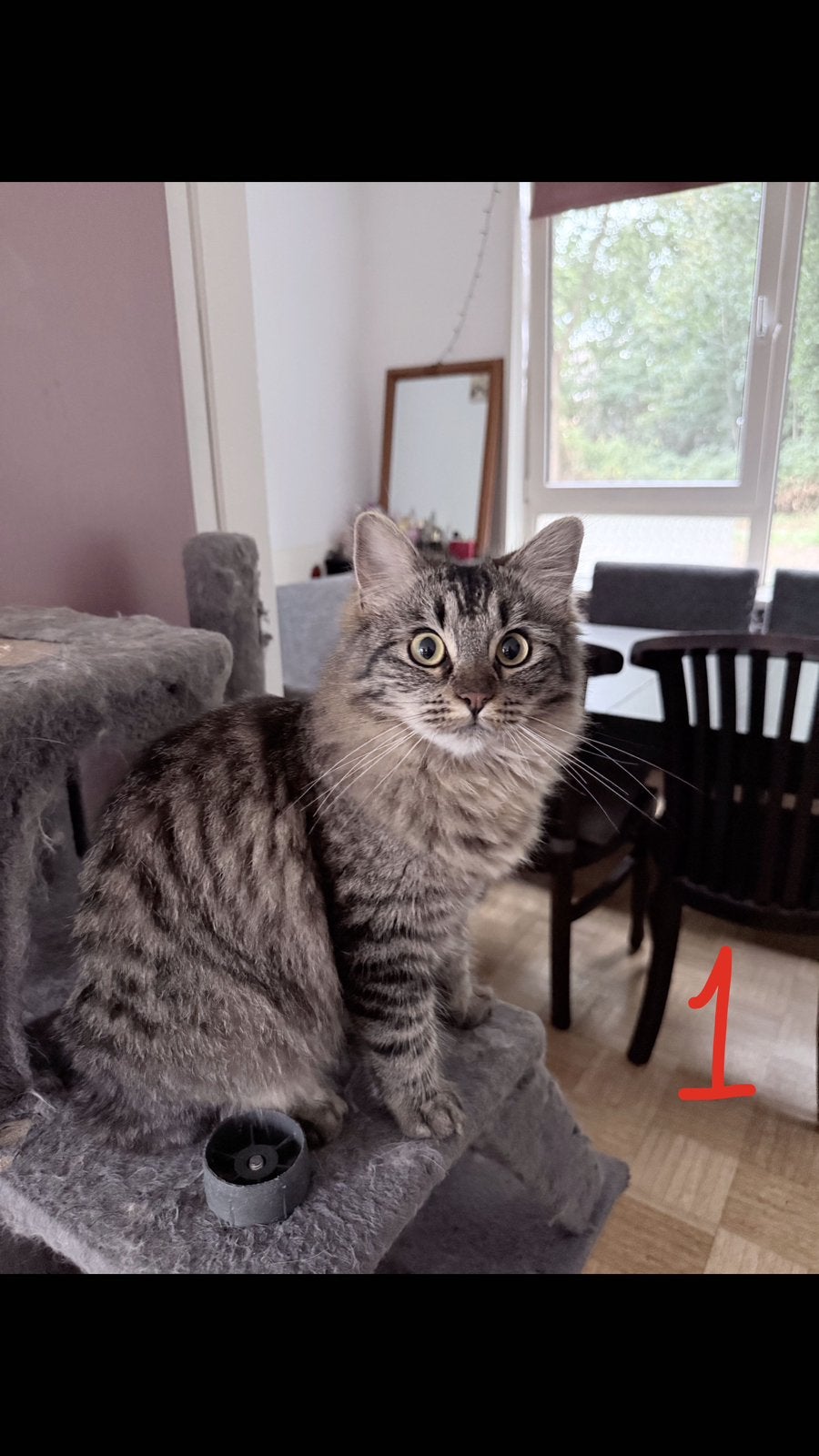 5 prachtige kittens/katten Maine Coon x Ragdoll, Meerdere dieren, Ontwormd, 0 tot 2 jaar