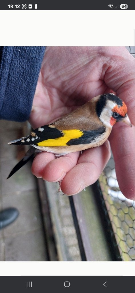 GEZOCHT .Kleine putter man gezocht van 2025, Mannelijk, Bastaard