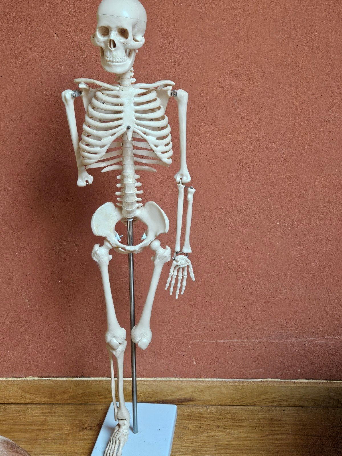 Skeletmodel -, Ophalen, Gebruikt