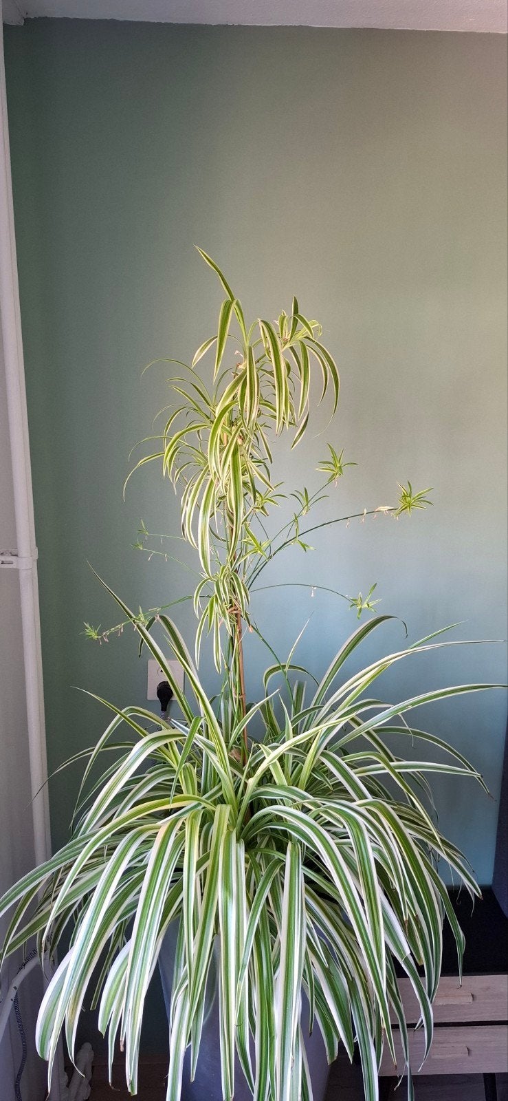 Stekjes Graslelie - spider plant, Ophalen, Halfschaduw, Minder dan 100 cm