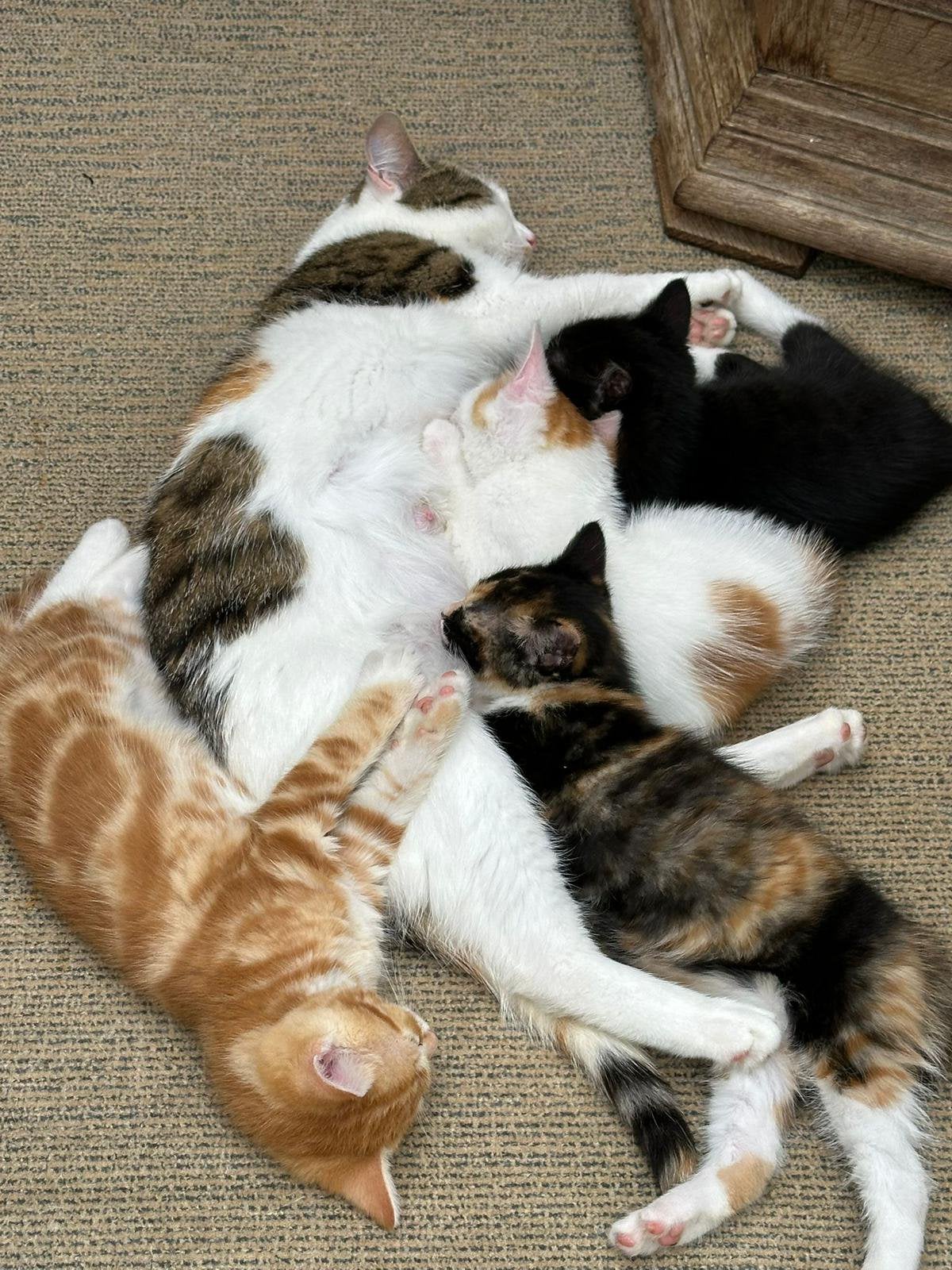 Rode kitten, Meerdere dieren