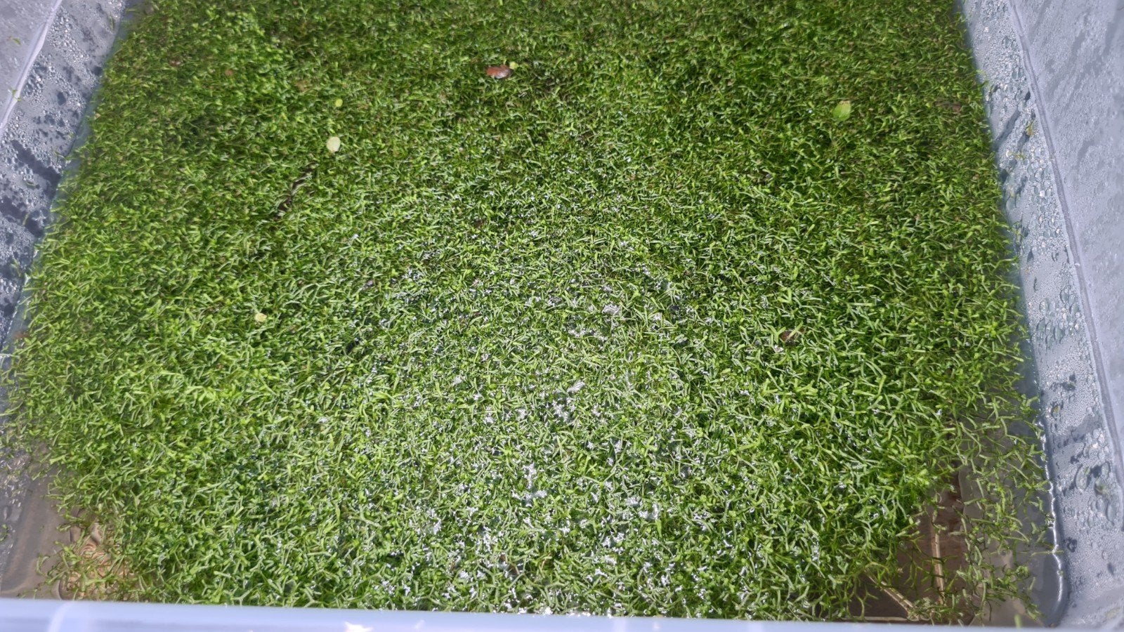 riccia aquarium drijfplant, Dieren en Toebehoren, Ophalen of Verzenden, Plant(en), Steen of Hout