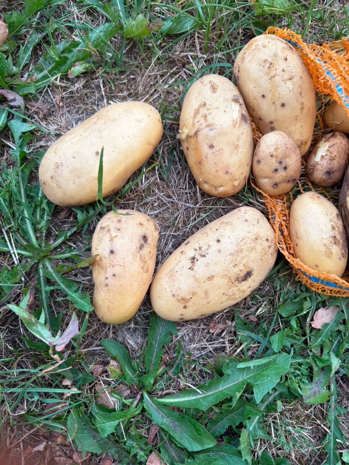 nieuwe aardappelen, Ophalen