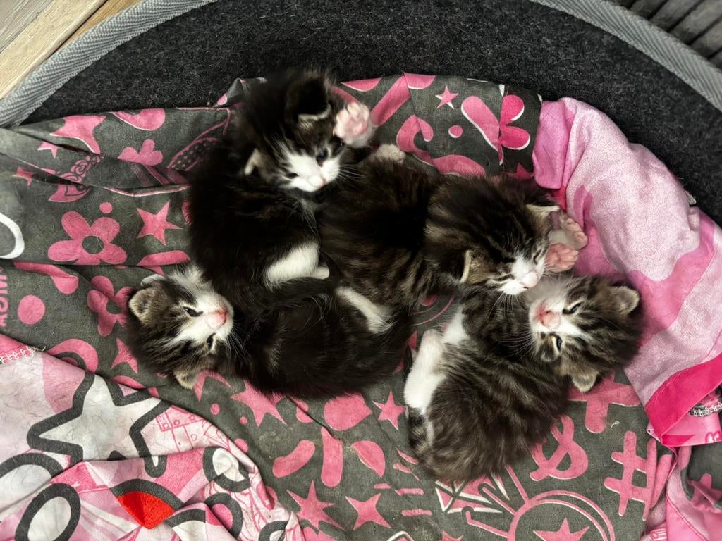 5 kittens zoeken huisje, Dieren en Toebehoren, Katten en Kittens | Overige Katten, Meerdere dieren