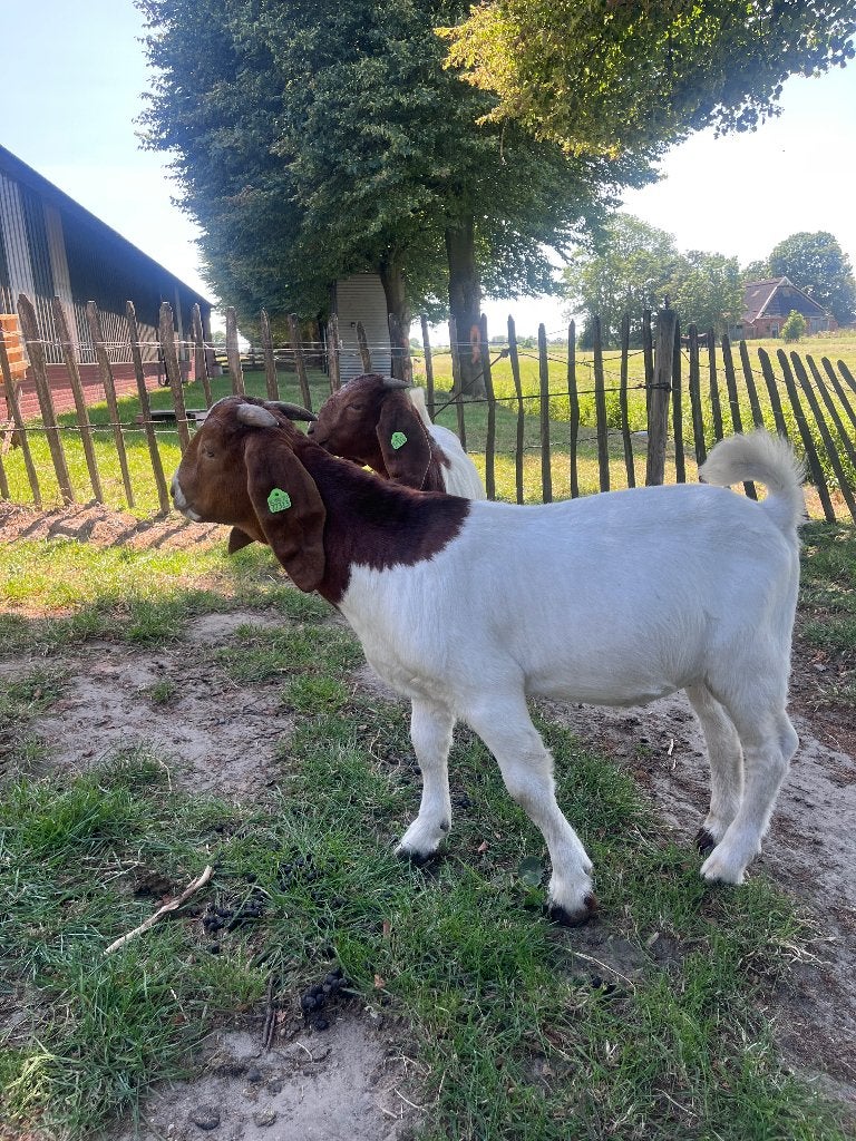 Boergeit bokje, Dieren en Toebehoren, Mannelijk, Geit, 0 tot 2 jaar