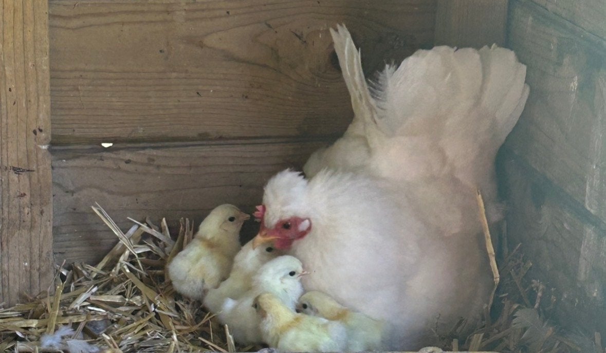 Chabo kuikens, Meerdere dieren, Kip