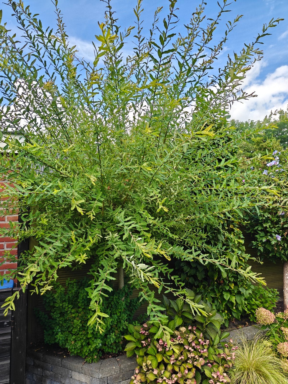 Salix (Wilg) - 2 stuks, Tuin en Terras, Ophalen, Overige soorten, Struik, 100 tot 250 cm