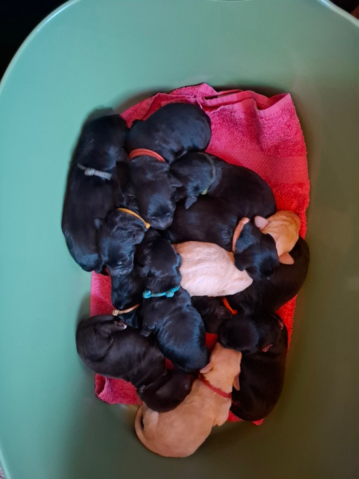 Labradoodle pups!!, 8 tot 15 weken, Meerdere, Meerdere dieren, Nederland