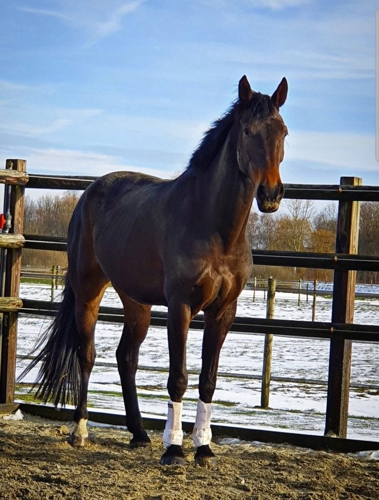 Te koop lieve en knappe KWPN ruin, Dieren en Toebehoren, Paarden, Gechipt, Ruin, Dressuurpaard, Zadelmak