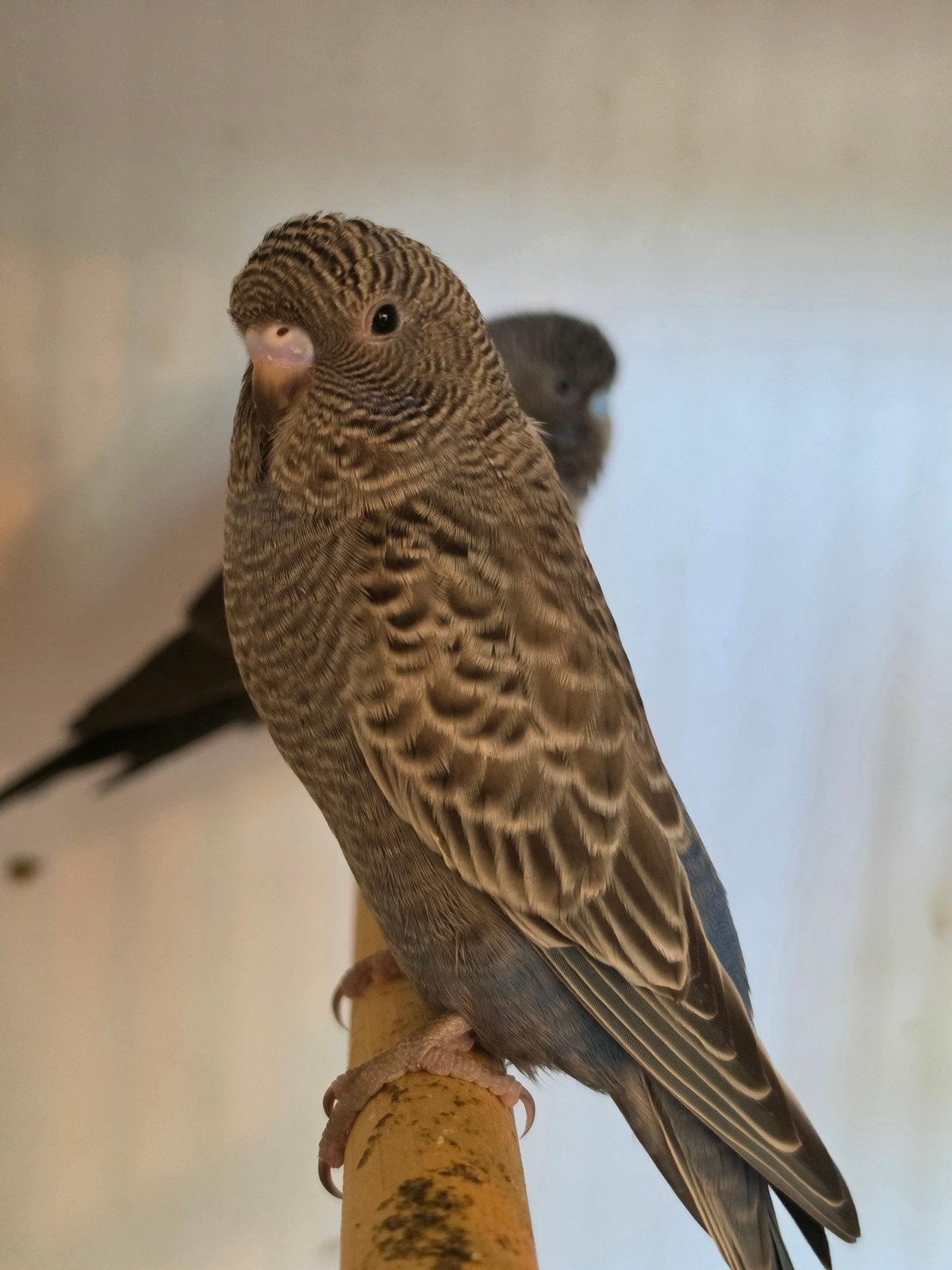Blackface split blackwing vrouw, Dieren en Toebehoren, Vogels | Parkieten en Papegaaien, Vrouwelijk, Parkiet, Geringd